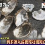 日本生蠔產量危機