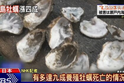 日本生蠔產量危機