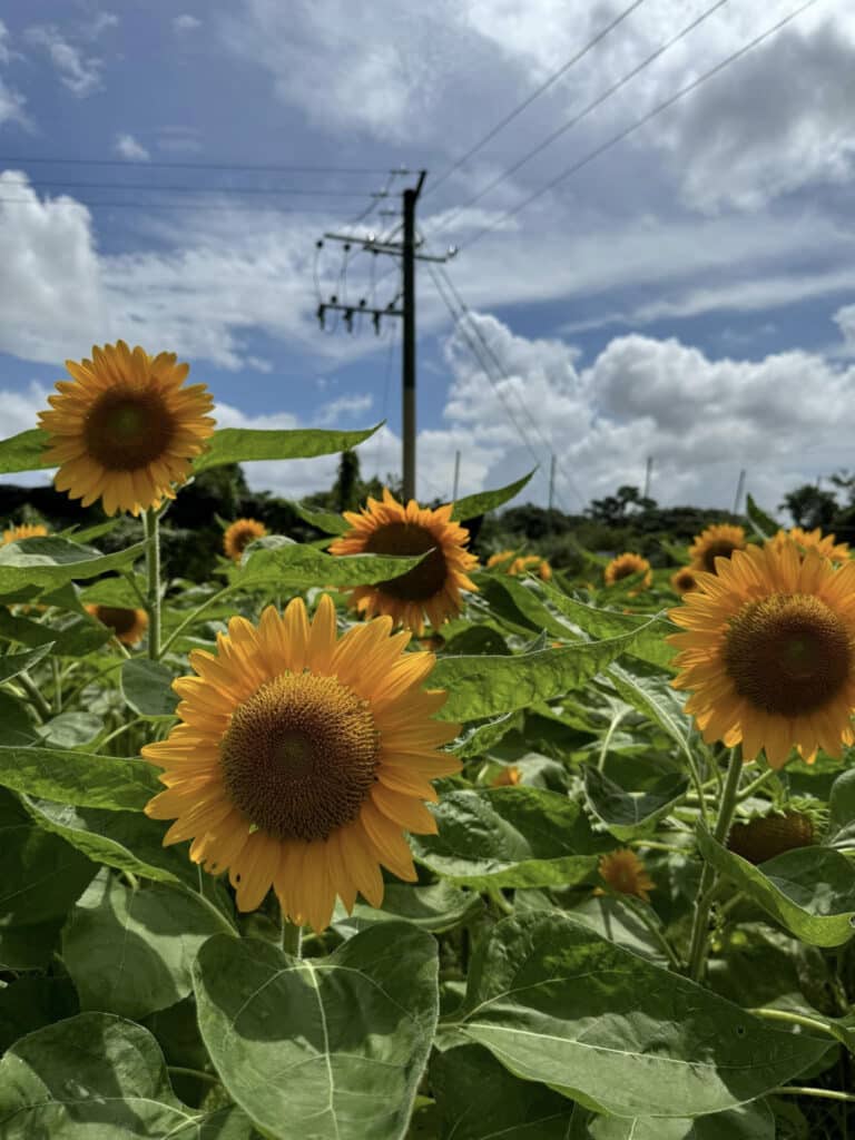 “元朗週末活動”