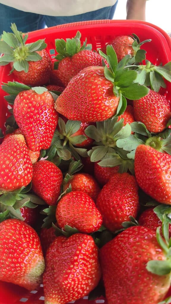 朗屏士多啤梨園|慢活型郊遊