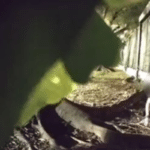 石硤尾毒貓男懶人包